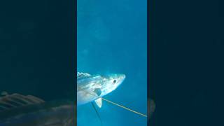 Spearfishing dogtooth tuna fishing spearfishingworld fish spearfishingindonesia spearfishing