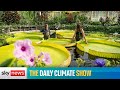 The Daily Climate Show: New giant water lily discovered at Kew Gardens