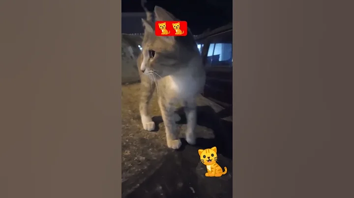 Video 10803281: cat meowing angry persian, persian cat meow sound, sound scary cats meowing