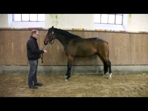Video: Hur Man Lär En Häst Att Sitta
