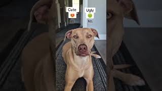 Download Lagu 0002 Is it true! 🥺 #dogsofinstagram #fyp #dog #staffy #instadog #doglover #mixedbreed #puppylove #i MP3