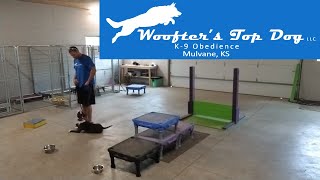 Olive The Bull Terrier