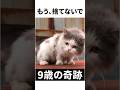 3度の捨て猫、9歳で見つけた最後の家族 #感動猫動画 #野良猫の現実 #猫好きさんと繋がりたい