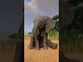 Cute Sleepy Baby African Elephant in Planet Zoo