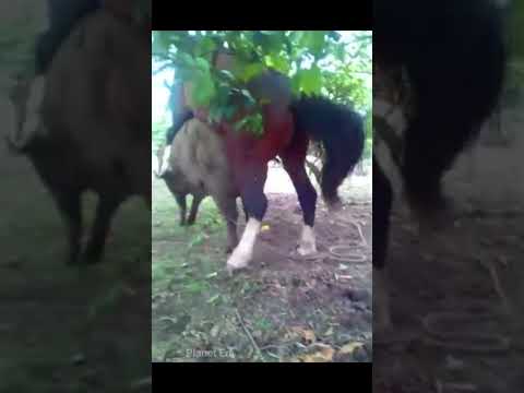 Horse mating with pig 😱😱 pig mating | horse mating | horse vs pig