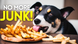 16 Human Foods That Make Dogs Live Longer by Wellness for Pets 355 views 1 year ago 11 minutes, 8 seconds