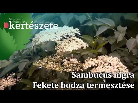 Videó: Bodza termesztése: Bodza növények termesztése