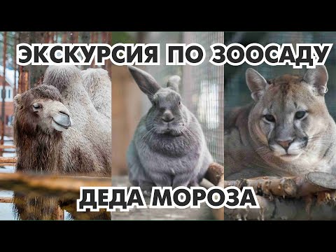 НАСТАВНИК В ПРОФЕССИИ / ЭКСКУРСИЯ В ЗООСАД ДЕДА МОРОЗА / ВЕЛИКИЙ УСТЮГ / ПУТЕШЕСТВИЕ