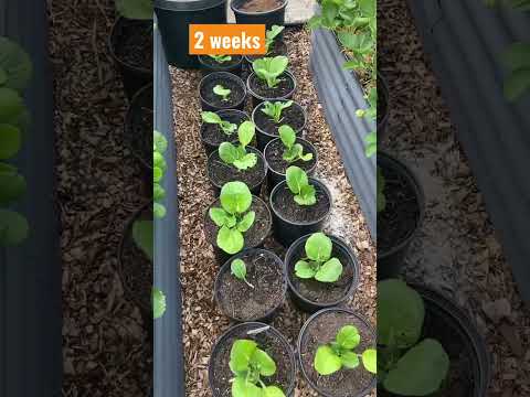 वीडियो: बेबी बोक चॉय जानकारी - बेबी बोक चॉय पौधे उगाने के बारे में जानें