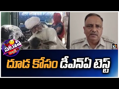 దూడ కోసం డీఎన్ఏ టెస్ట్ | DNA Test For Calf | Patas News | 10TV