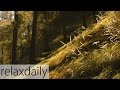 Relaxing Piano Music - smooth, yoga, study, relax – relaxdaily N°094