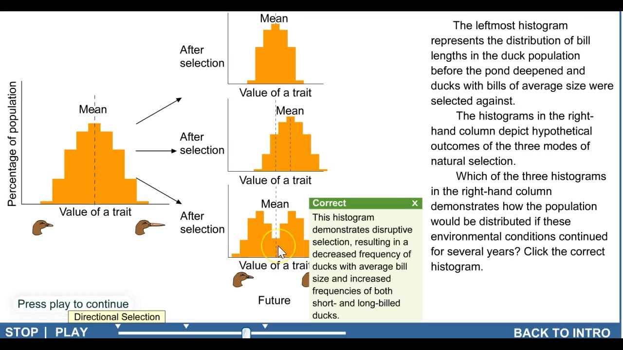 Patterns Of Natural Selection Pearson YouTube patterns-of-natural-selection-pearson-youtube