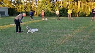 Dog Training