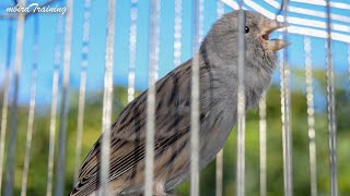 Your Canary will NOT STOP SINGING With this training song