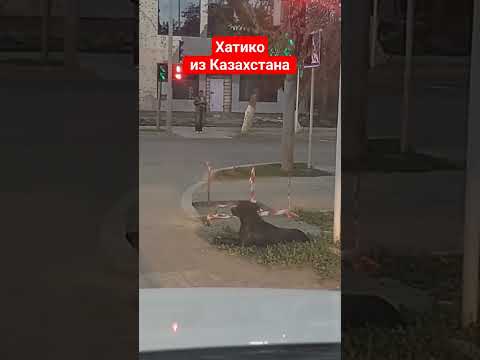 Video: Hachiko: ein Denkmal in Tokio. Denkmäler für den Hund Hachiko in Japan