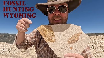 Fish Fossils in Wyoming!!!