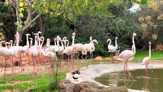 It’s Flamingo time 🦩Beautiful Flamingos having their own fun🤩 4K 30fps by Angelo Br. 46 views 1 year ago 1 minute, 11 seconds