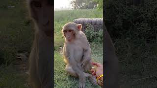 Gusse Me Dekh Raha Hai Bandar