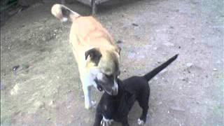 Artvin Türküleri Gelin Ağırlama Türküsü Artvin Ları