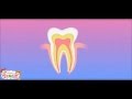 Our Teeth -Types & Structure - Kids School Education Video