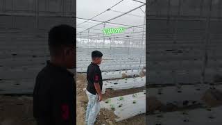 My # village # cucumber shelter # viral # short # videos # youtube
