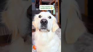 3 Signs Your Dog Has Imprinted On You 