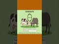 Why Do Cows Chew All Day? | Rumination Explained in 60 Seconds | Science Concept Made Easy | Recap