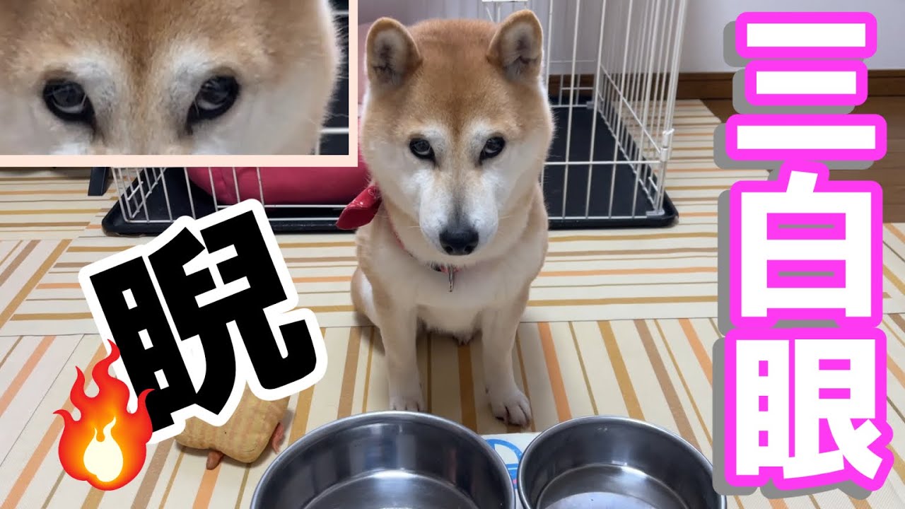 犬の三白眼 もっとちょうだい 器を見て睨む柴犬小春 Youtube