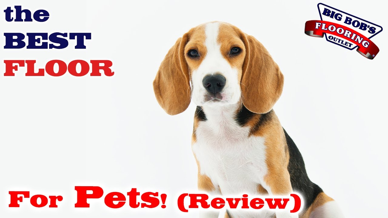 The BEST Floor for Pets! (Review) YouTube