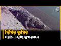 খান জাহান আলীর দিঘির কুমির সরানো হচ্ছে সুন্দরবনে | Bagerhat | Crocodile Moved to Sundarban | TDS