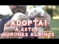 HURONES: ADOPCIÓN DE HURONES ALBINOS