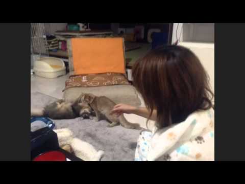 0655 トート おれ、ねこ