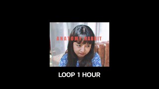 ANATOMY RABBIT - ธรรมดาแสนพิเศษ | Extraordinary - Loop 1 Hour