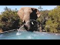Wild Elephants Splash And Play By Lodge Pool