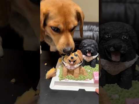 Dog Best Friend Died 🥺🐾