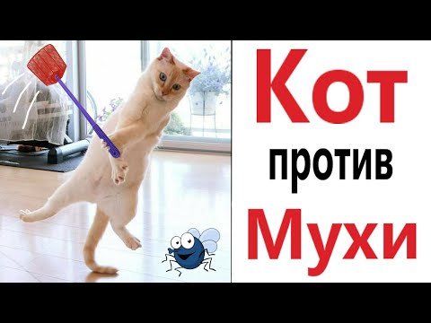 Видео: Лютые приколы. КОТ ПРОТИВ МУХИ!!! Тест на психику! Засмеялся проиграл! – Domi Show!