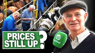 Will the rising cattle prices at marts continue?
