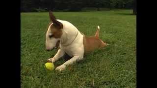 Miniature Bull Terrier  AKC Dog Breed Series