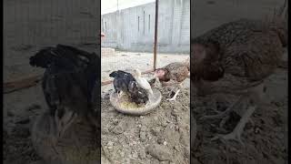 Hen And Chicks Eating Rice With Lentil.