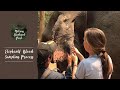 Mekong elephant parks elephants blood sampling process