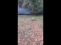 Стафик играет)