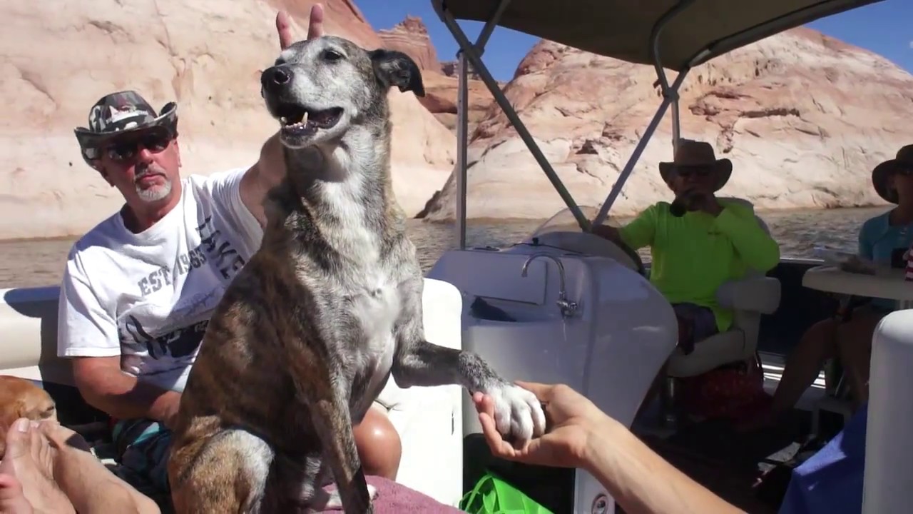 6 people, 7 dogs, and 3 boats - Lake Powell 2016