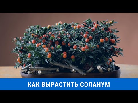 Как вырастить многолетник соланум с декоративным урожаем