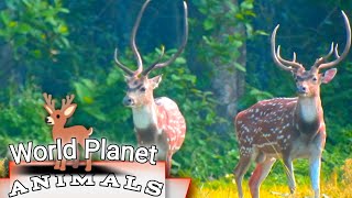 4k wild animal video | animal cams | safari discovery live