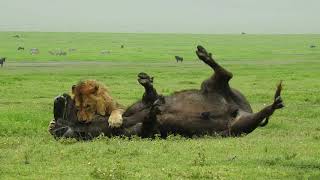 No Audio Version; Lion Takes Down Buffalo in Ngorongoro Crater