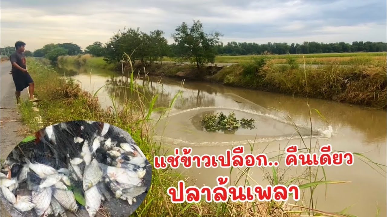 เข้าดีเกิ๊น!! ￼แช่ข้าวเปลือกแค่คืนเดียว ปลาเข้าจนล้นเพลา ปลาไม่รู้มาจากไหน เยอะแยะเต็มไปหมด#หว่านแห 