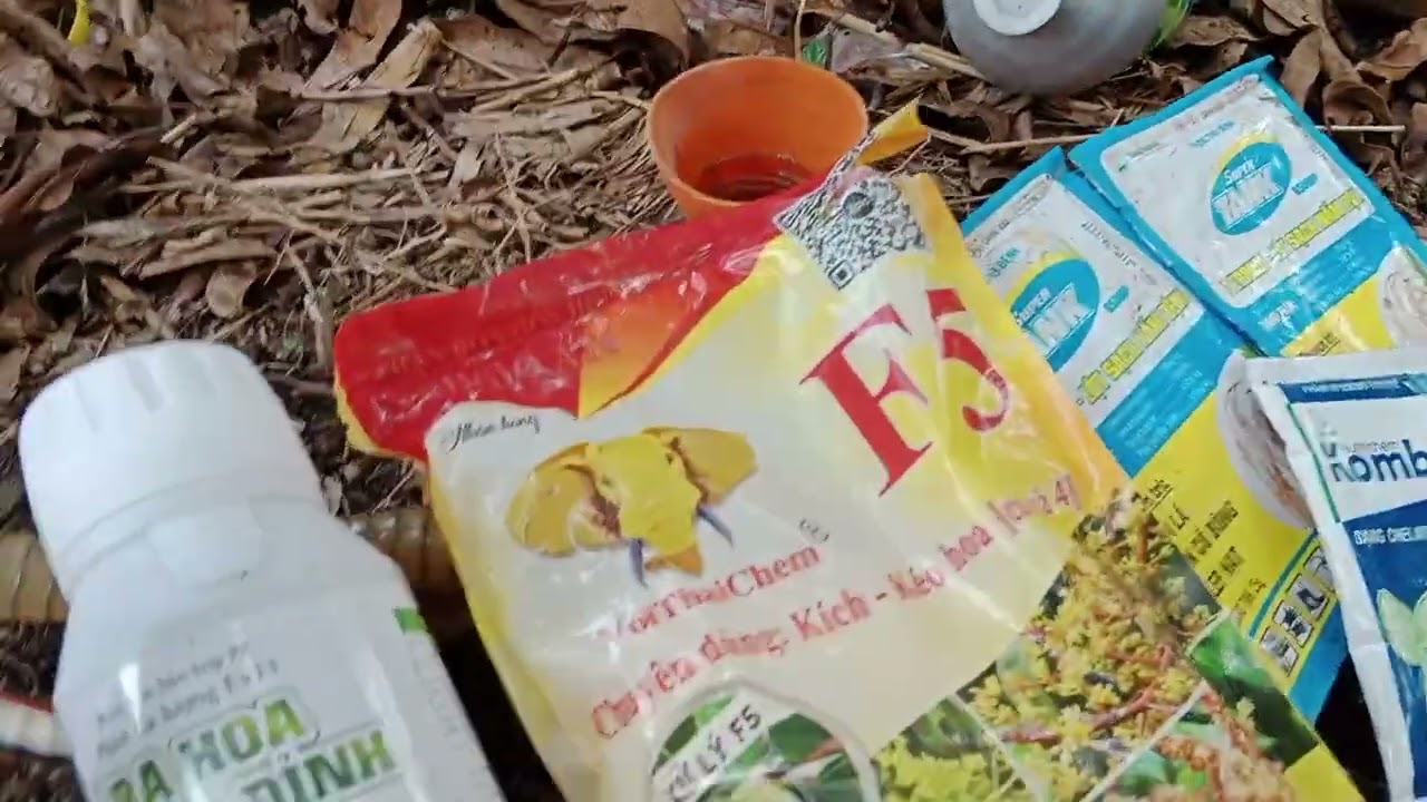 kit xoài đài loan cử 3 ae cùng tham khảo giúp mình nhé