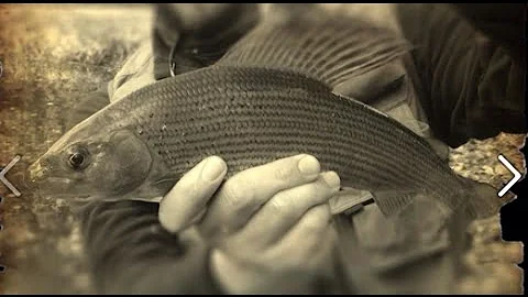 How to fly fish for Big Grayling - The River Avon ...