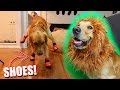 MY DOG BECOMES A LION! *EXOTIC DOG PRODUCTS*