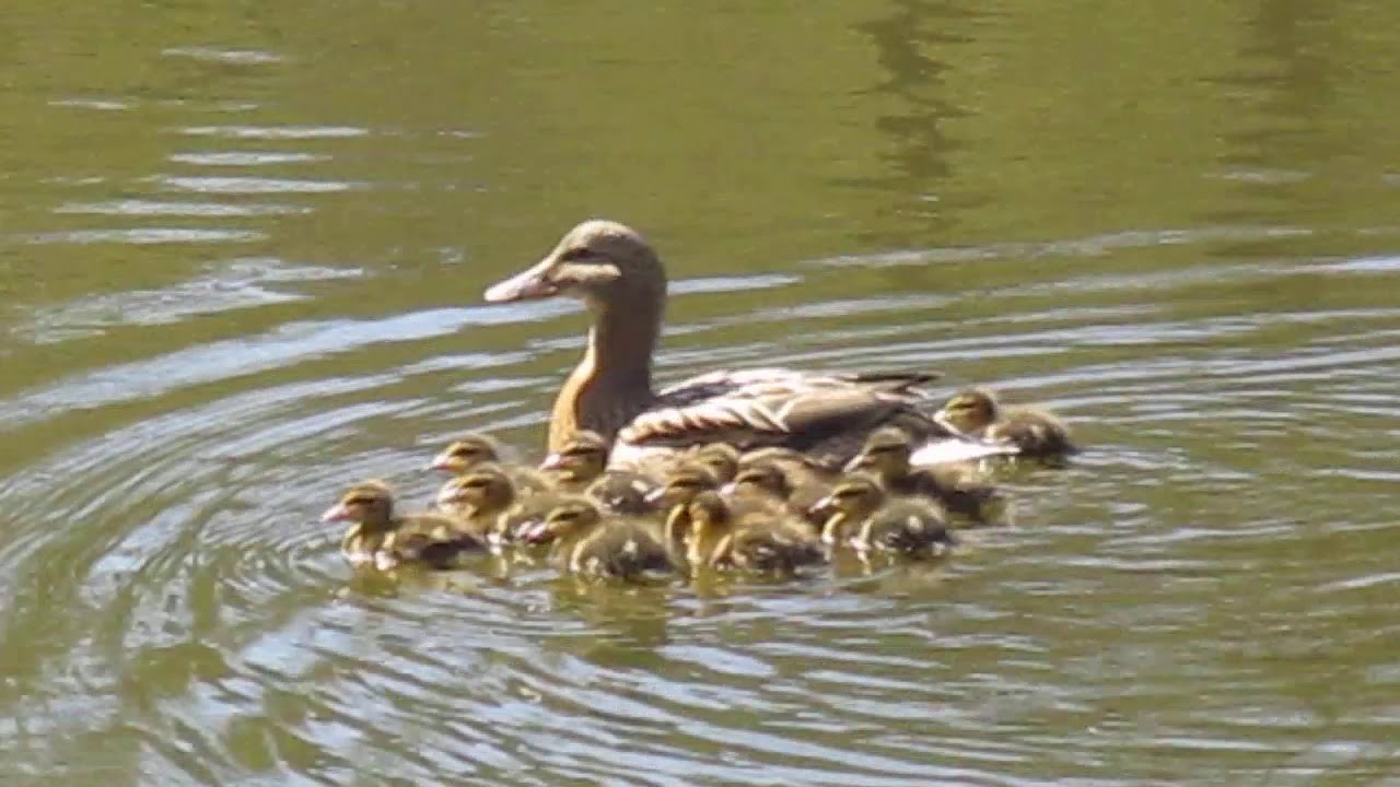 Prvouka jarní mláďata na vodě.